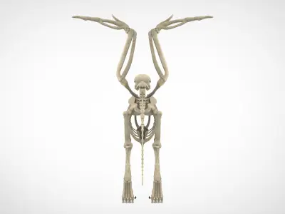 Griffin Skeleton 3D model
