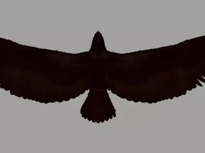 Eagle 3D model shop