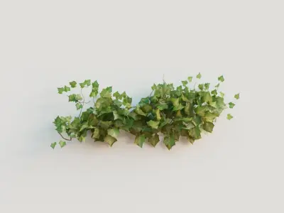 Ivy Collection 3D model