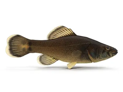 Pirate perch eastern Low-poly 3D model