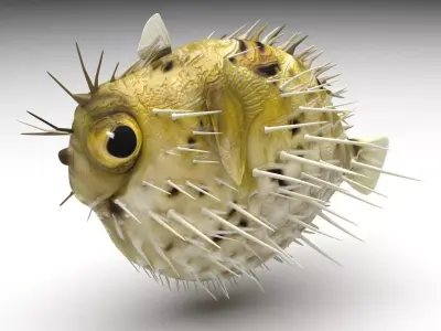 Blowfish 3D model purchase