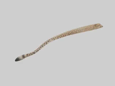 Cheetah Tail 3D model