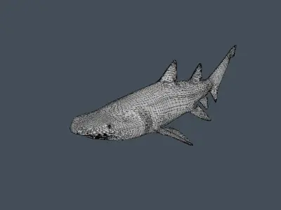 Shark 3D model get