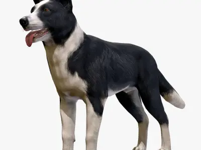 Dog - Border Collie 3D model