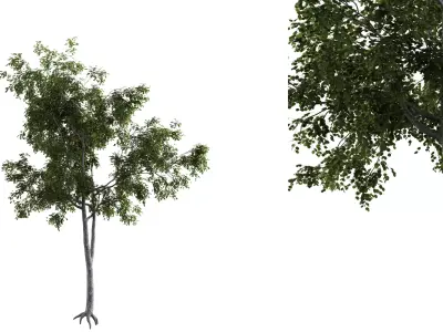 Generic Tree 17 Free 3D model