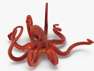 Octopus - Rigged 3D model