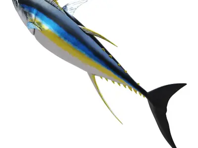 Tuna fish 3D model buy