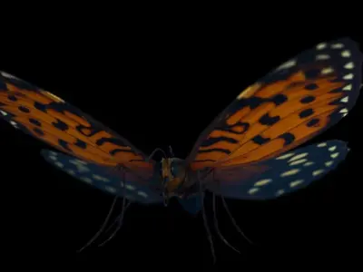 Butterfly Low-poly 3D model 2