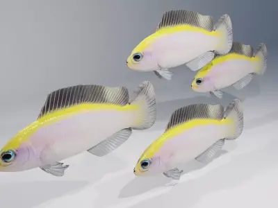Sunrise Dottyback Fish 3D model