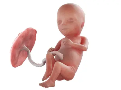 Fetus Week 15 Animated 3D model