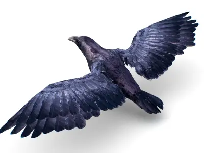 Low Poly Black Raven Wild Bird Crow Low-poly 3D model purchase