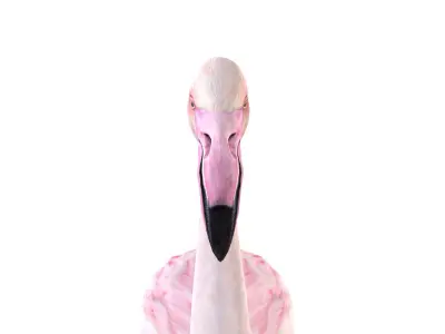 Flamingo 3D model shop