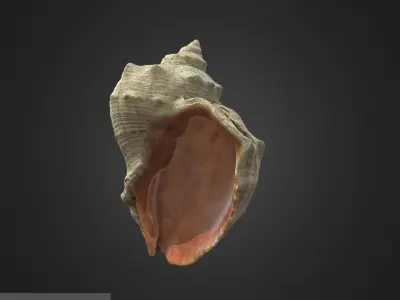 shell Low-poly 3D model