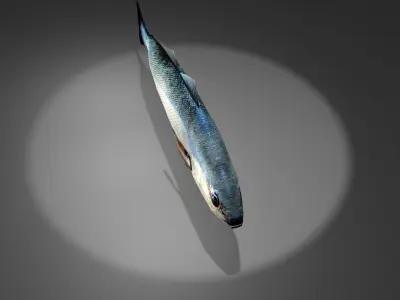 Corvina fish with light shining Low-poly 3D model
