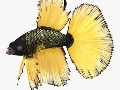  Betta Fish Aquarium Pet Rigged for Maya 