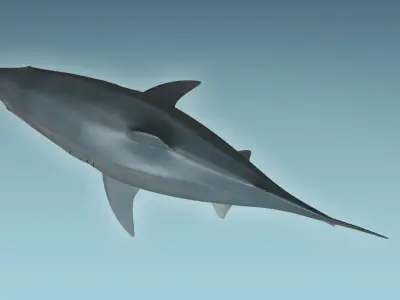 Great White Shark 3D model 7