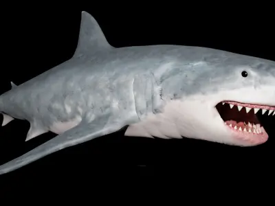 White shark 3D model buy