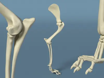  Anatomical Skeleton Left Forelimb of Dog 