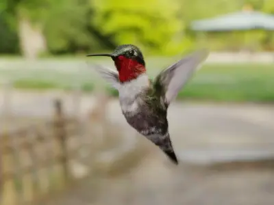 Hummingbird Free low-poly 3D model