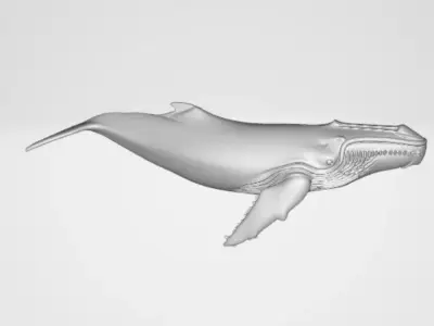 Whale 1 3D model