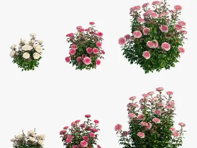 Rose plant set 211 3D model