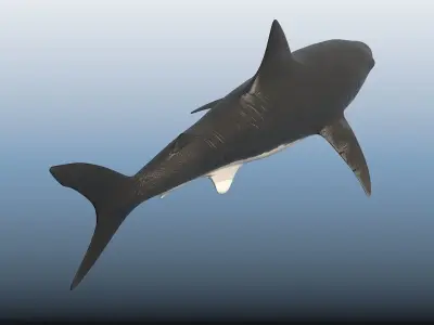 SHARK great Low-poly 3D model order