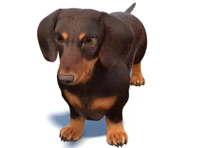 Dachshund 3D Model Fur 3D model