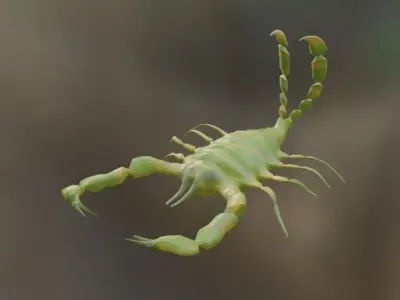 scorpion 3D model order