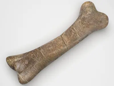 Triceratops Bone 3D model purchase