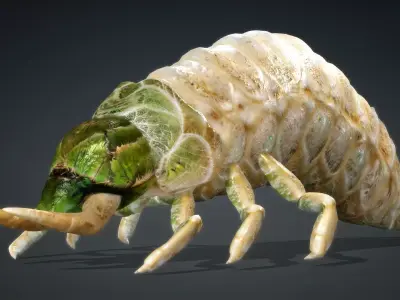 Larval-V1a 3D model