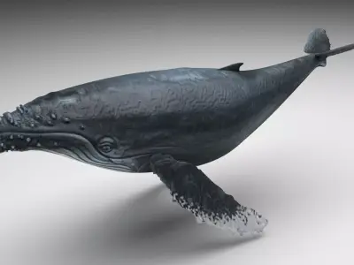 Humpback Whale 3D model get