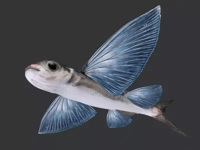 Realistic Flying Fish Animated 3D model