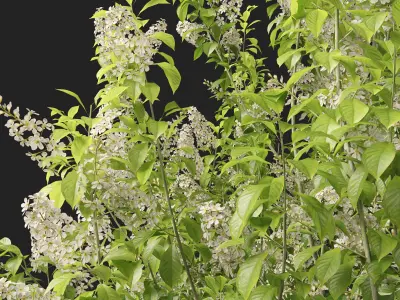 Highpoly Low poly - Prunus Padus - Bird Cherry Low-poly 3D model