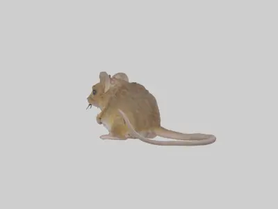 Field mouse Low-poly 3D model