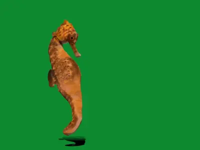 Seahorse Fish Low-poly 3D model purchase