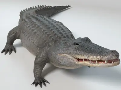 Alligator Animated 3D model