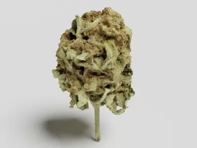 Cannabis Bud 06 3D model