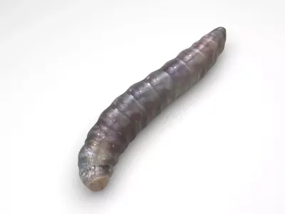 Pinworm 3D model