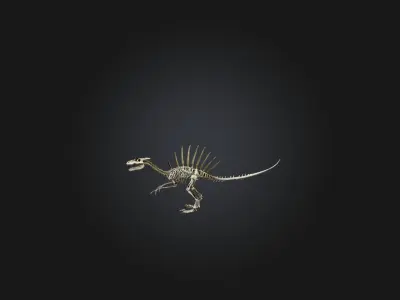 Realistic Spinosaurus Skeleton Model Low-poly 3D model