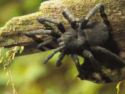 Tarantula 3D model