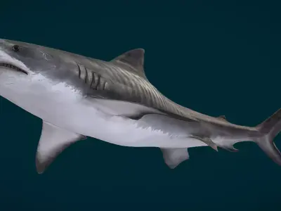 Realistic Tiger Shark Animated 3D model