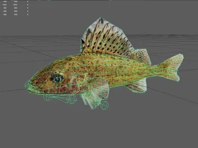 Ruffe Low-poly 3D model