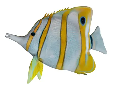 Butterfly fish Low-poly 3D model buy