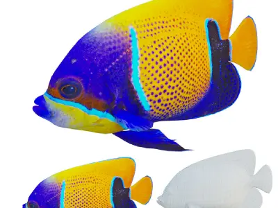 bluegirdled angel fish Low-poly 3D model