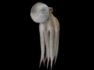 Animated Octopus 3D model purchase