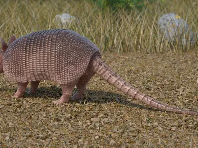Armadillo Pink Rigged 3D model