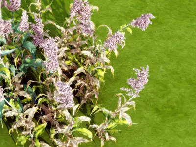 Plant sorghum flowers Modern monomer 3D model