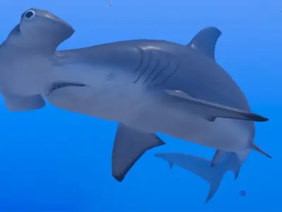 Hammerhead Shark Low-poly 3D model 6