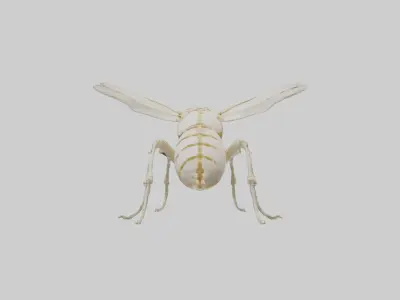 Beetle Skeleton model Low-poly 3D model