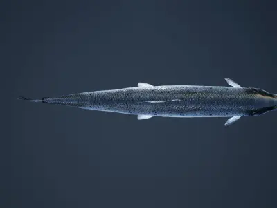 Salmon Fish with Swimming Animation Low-poly 3D model